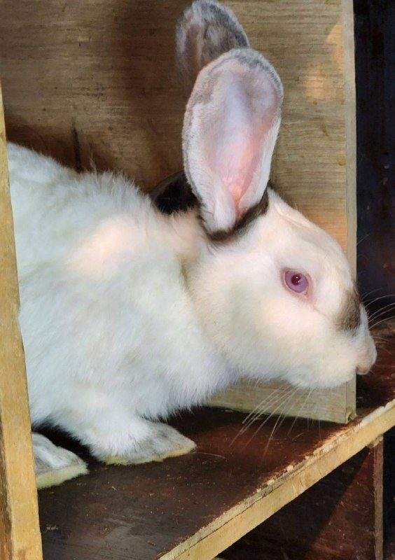 Продам кроликов для разведения или в качестве любимца 🐰 — фото 1 из 2