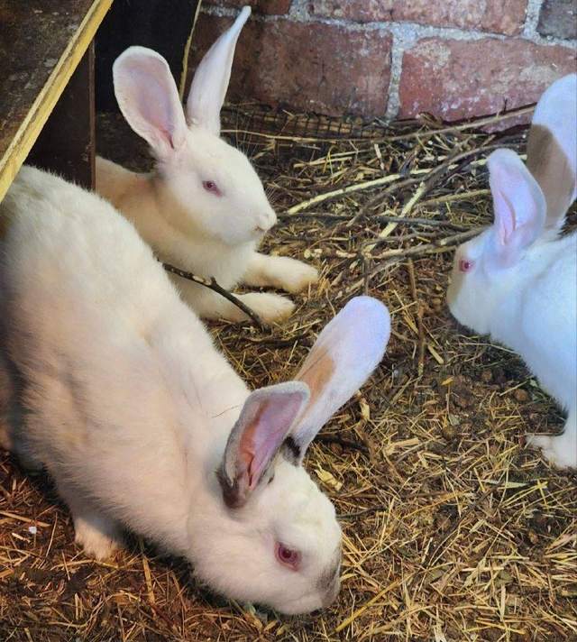 Продам кроликов для разведения или в качестве любимца 🐰 — фото 2 из 2