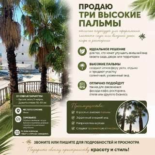 Продаю три высокие пальмы