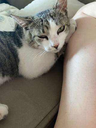 Стикер ищет дом 🐾 · Кот, примерно полтора года