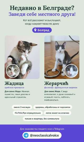 Недавно в Белграде? Заведи себе местного друга! 🐾