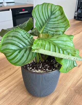 Продаю калатею орбифолию (Calathea orbifolia)