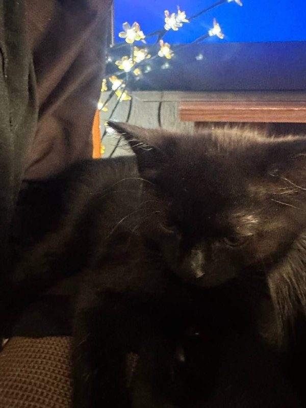 Отдам котят в хорошие руки, им 2 месяца, к лотку приучены, чёрная девочка, чер — фото 1 из 6
