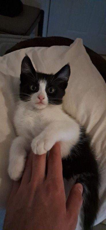Отдам котят в хорошие руки, им 2 месяца, к лотку приучены, чёрная девочка, чер — фото 4 из 6