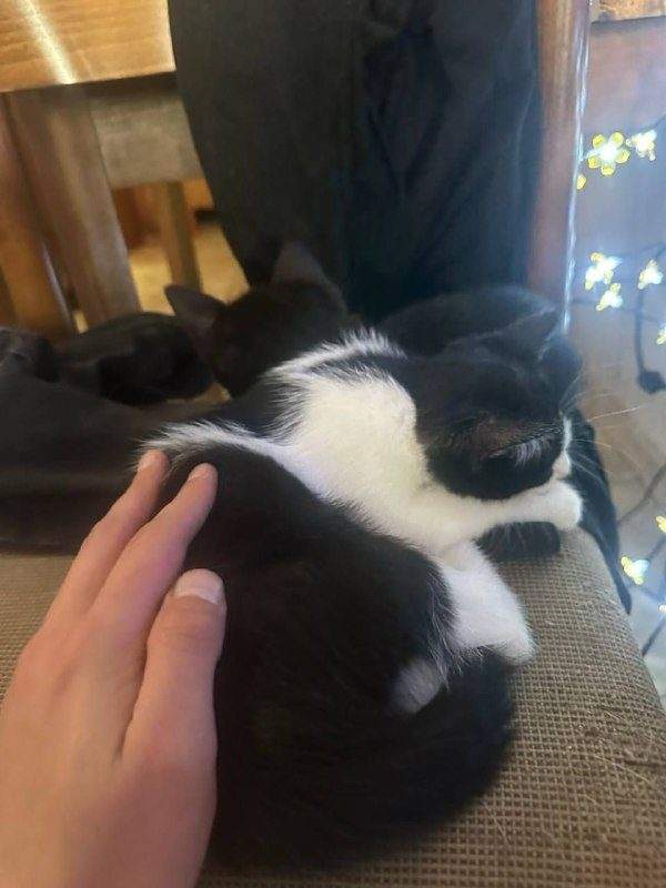 Отдам котят в хорошие руки, им 2 месяца, к лотку приучены, чёрная девочка, чер — фото 5 из 6