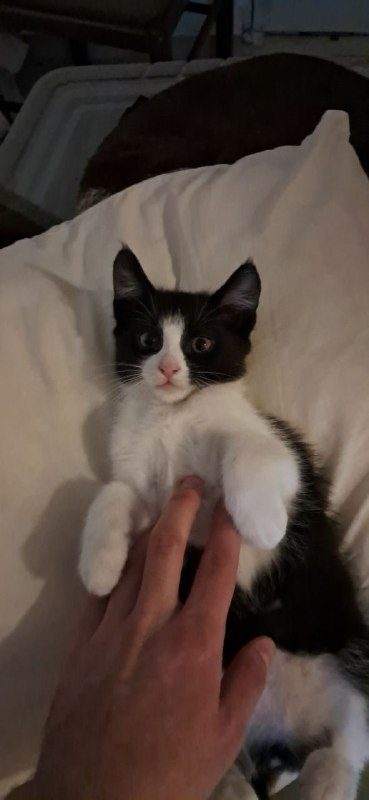 Отдам котят в хорошие руки, им 2 месяца, к лотку приучены, чёрная девочка, чер — фото 6 из 6