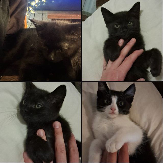 Отдам котят в хорошие руки, им 2 месяца, к лотку приучены, чёрная девочка, чер