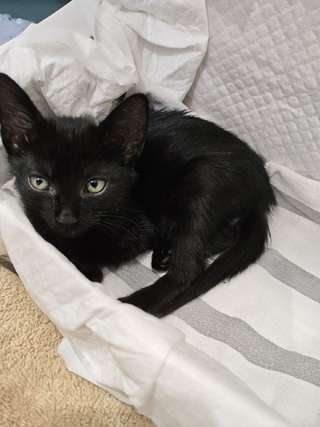 Чёрный котёнок ищет дом 🖤