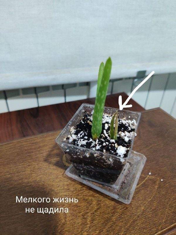 Продаю алоэв, доход пойдет на благотворительность одному коту (ссылка на групп — фото 1 из 2