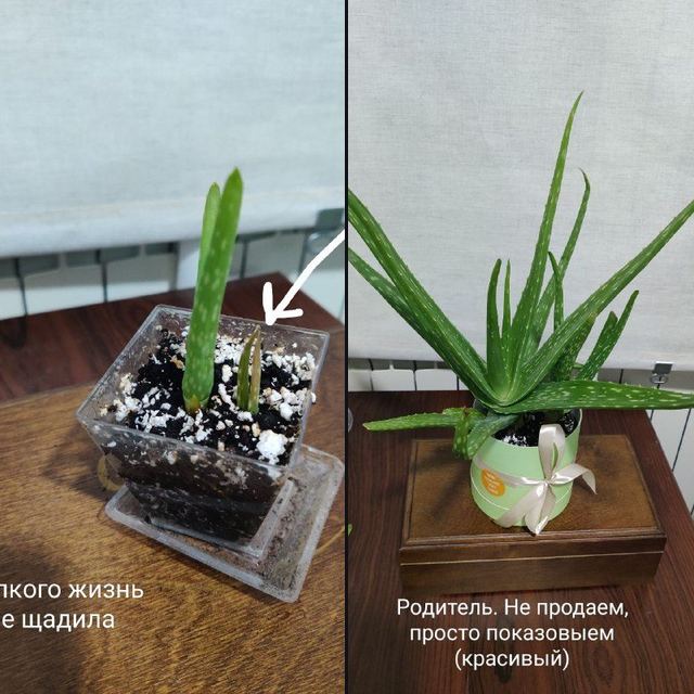 Продаю алоэв, доход пойдет на благотворительность одному коту (ссылка на групп