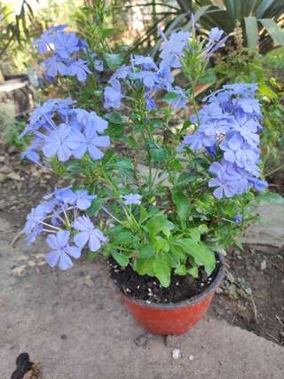 Свинчатка капская ( plumbago aureculata)