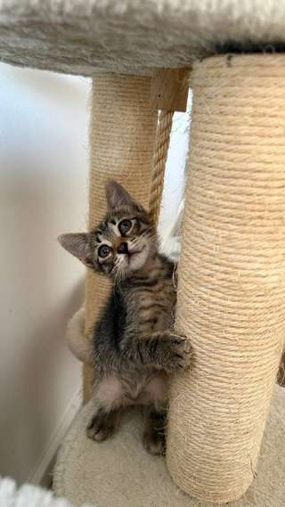 🏡 Ищем любящий дом для чудесного мальчика 🐱❤️