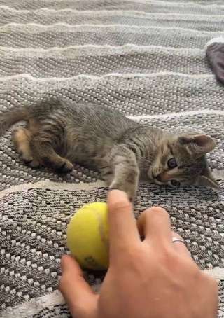 🐾 Ищем любящую семью для котёнка!