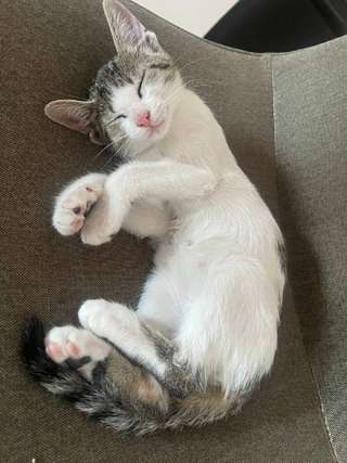 Ищем дом для чудесных котят-сестричек 🐾