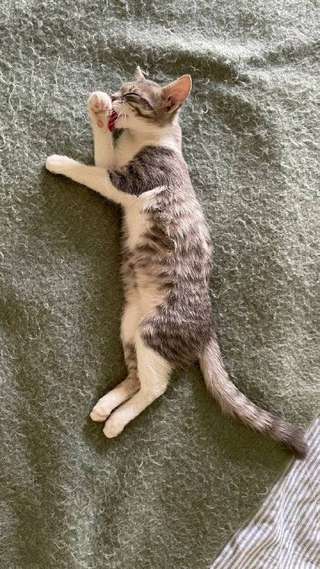 🐾 Маленький котёнок девочка ищет свой дом! 🏡❤️