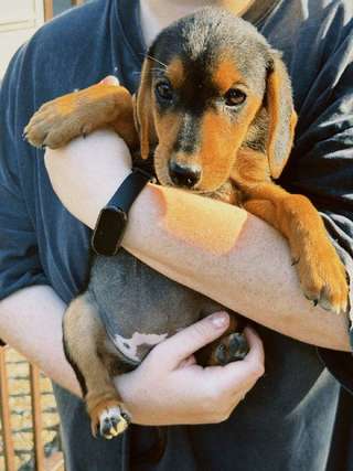 Ищу дом для двух совершенно сладких девчонок 🐶