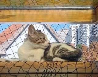 Спасите котика! (или двух)