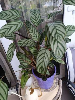 Продолжаю освобождать место, распродаю свои растения! 🌿
