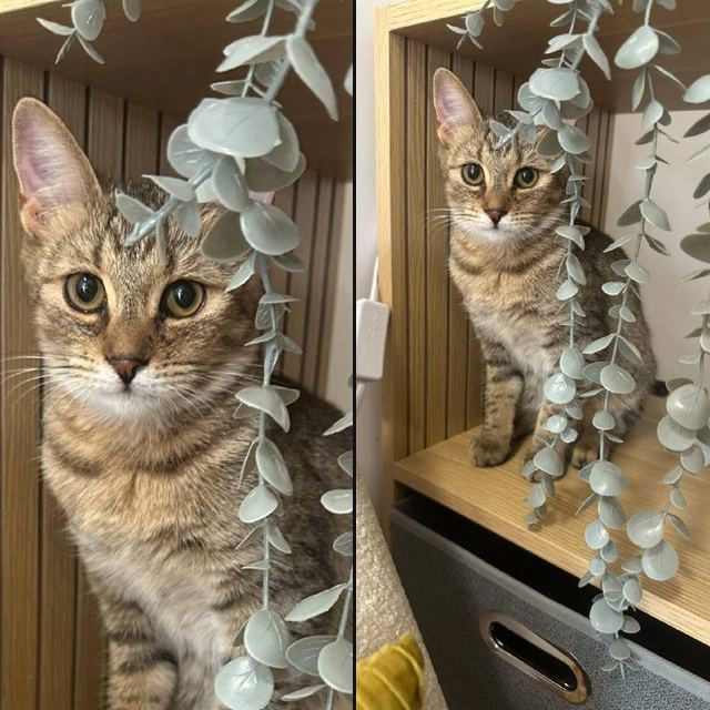 вот такая красавица которой около полугода ищет семью, сейчас она на передержк