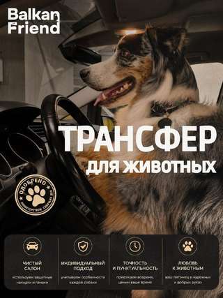 🐶 Нужно куда-то съездить с собакой или другим питомцем в Белграде?
