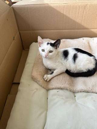Отдам котика в добрые руки